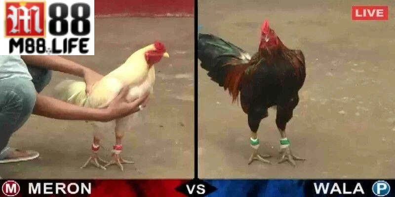 Sân chơi đá gà M88 được yêu thích hàng đầu hiện nay.